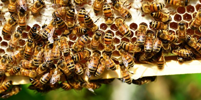Propolis Nedir PROPOLİS NEDİR? – DOKTORUMNEDİO?